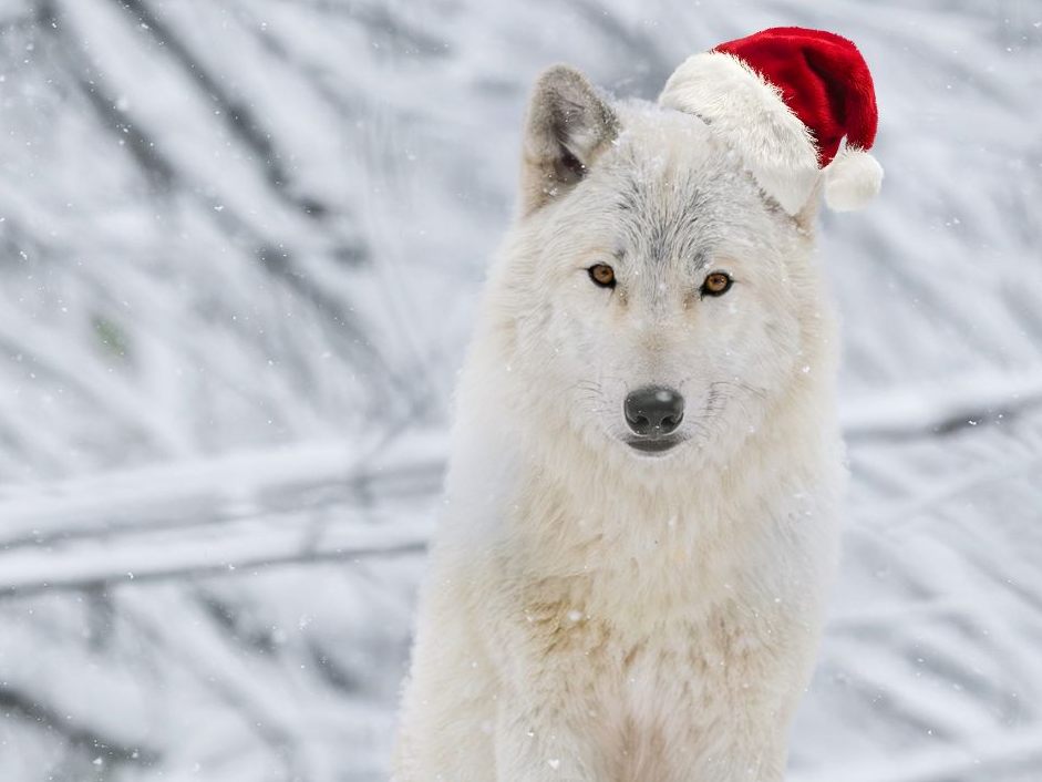 Geparden und Arktische Wölfe können bei den Kinderführen bestaunt werden.