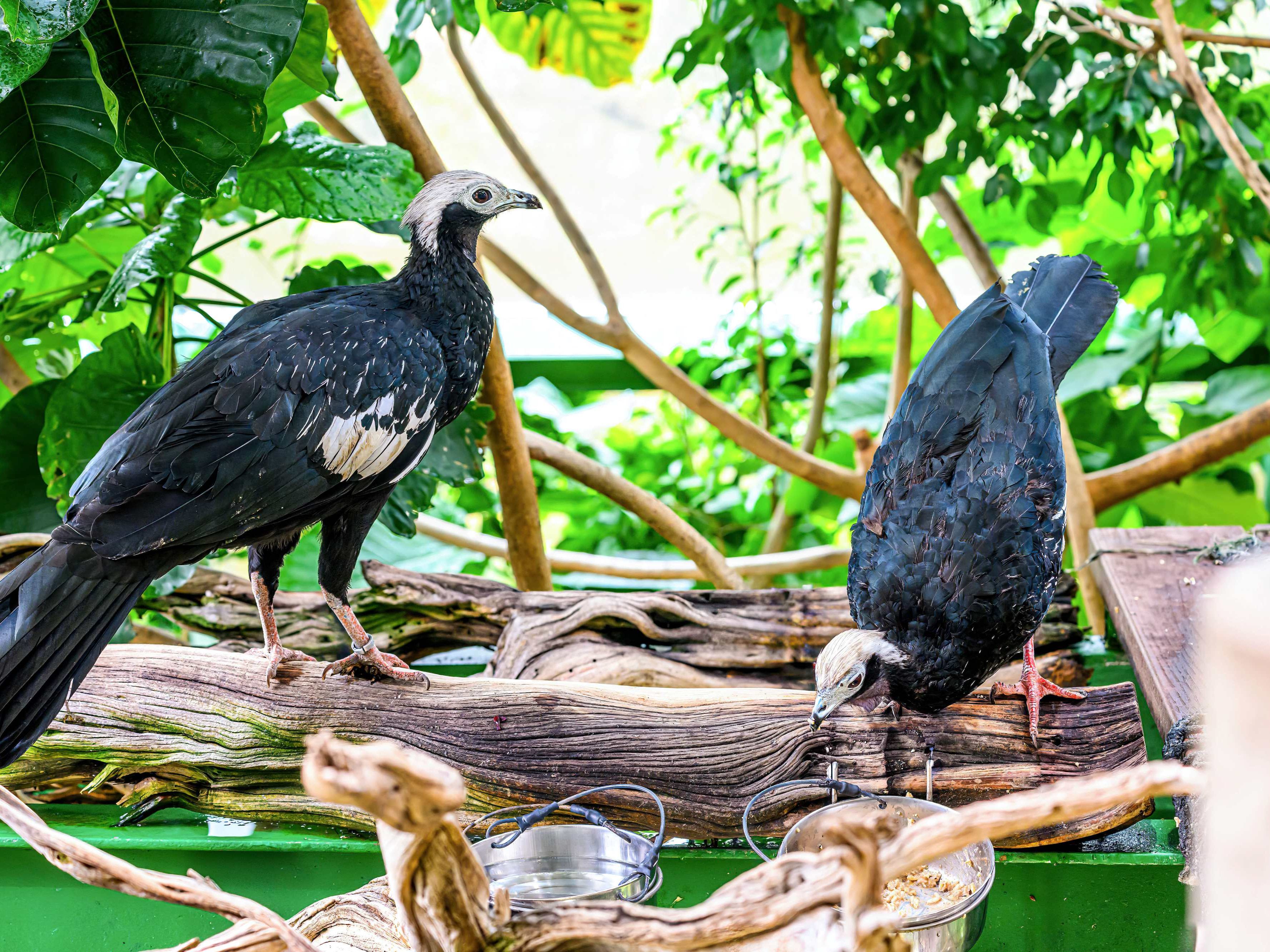 Partner-f-r-Blaukehl-Guan-Weibchen-im-Wiener-Haus-des-Meeres