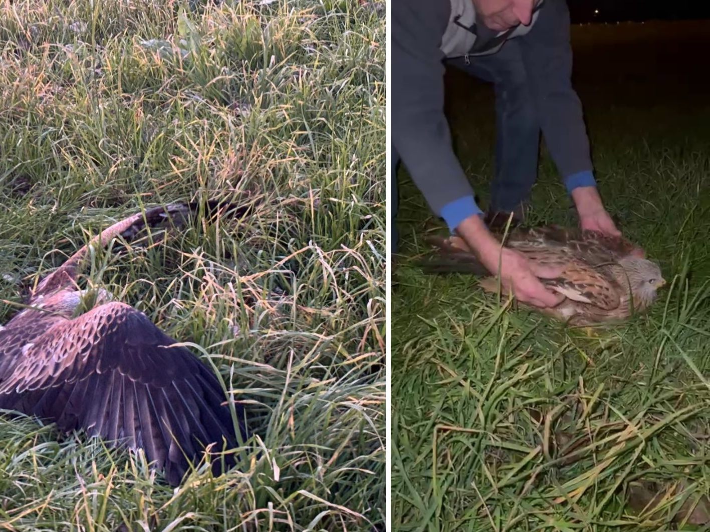 Ein Rotmilan wurde offenbar mit Rattengift vergiftet.
