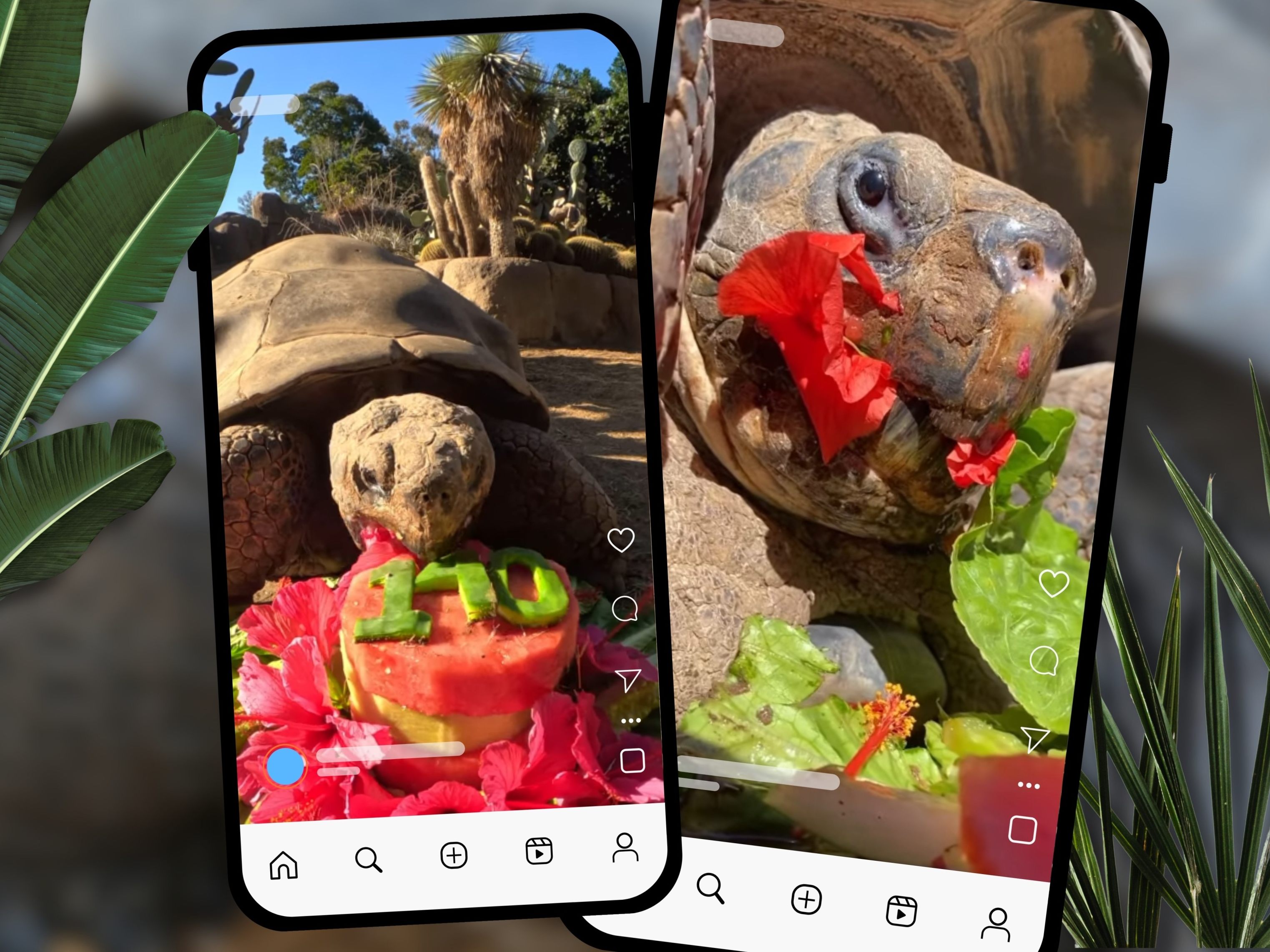 Gal-pagos-Schildkr-te-Gramma-mit-141-Jahren-gestorben