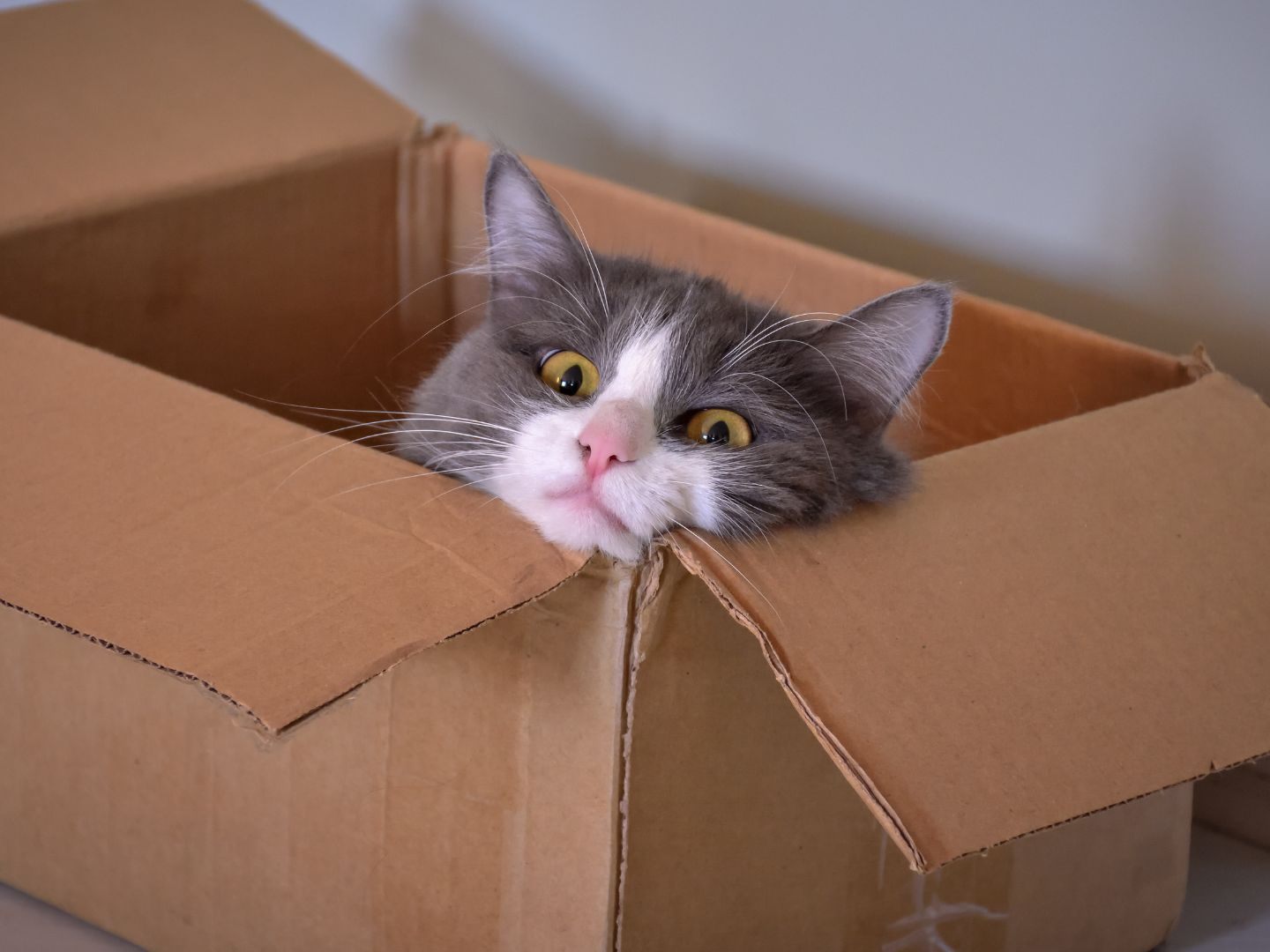 Die Katze hatte sich nach bisherigen Erkenntnissen unbemerkt in den Karton gelegt und war darin eingeschlafen. (Symbolbild)