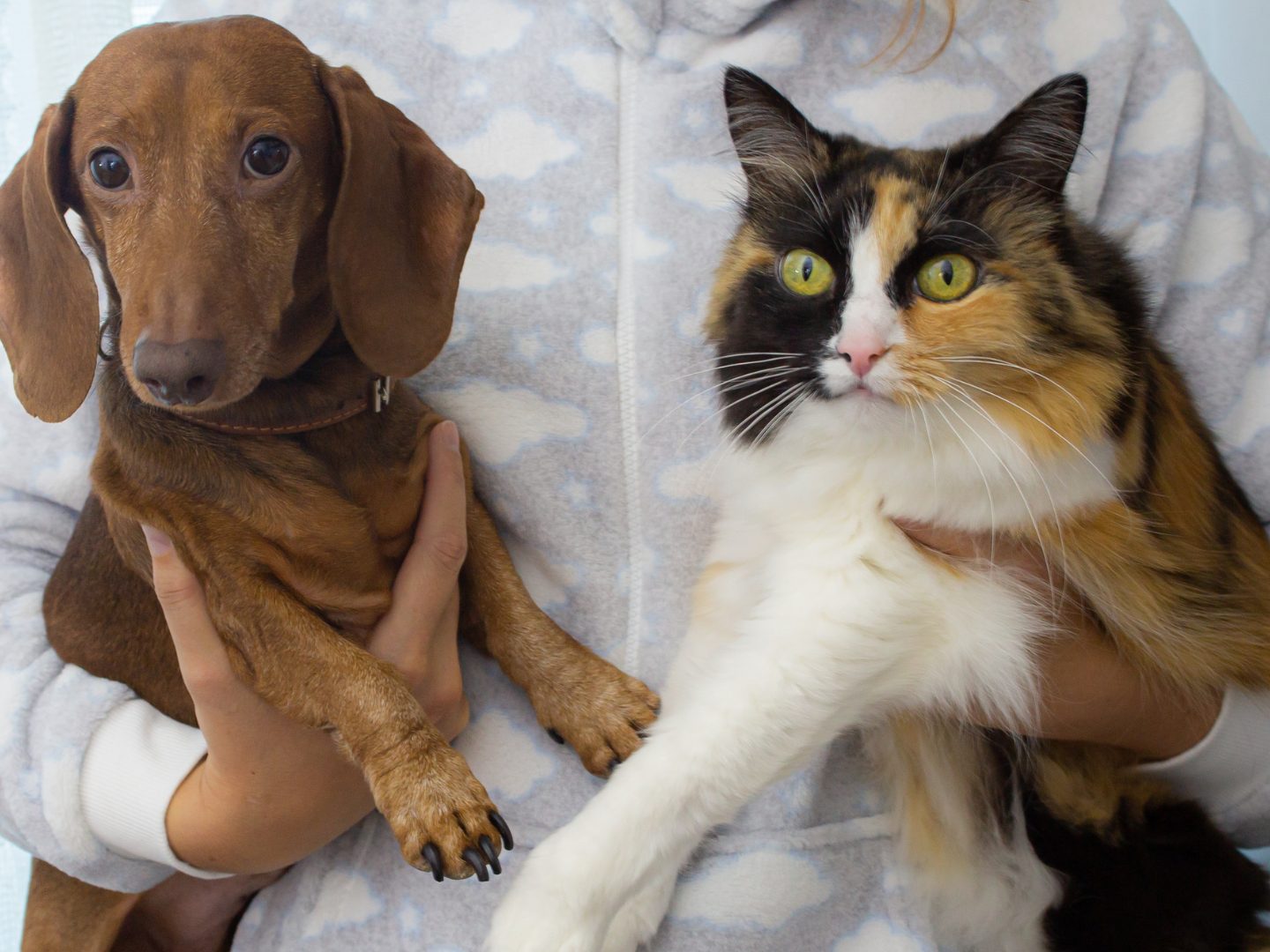 EU-plant-neue-Haustier-Regeln-Was-auf-Hunds-und-Katzenbesitzer-zukommt