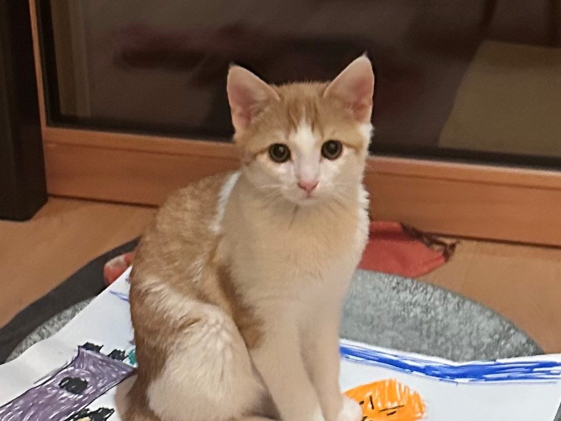 KATER-in-N-ziders-vermisst