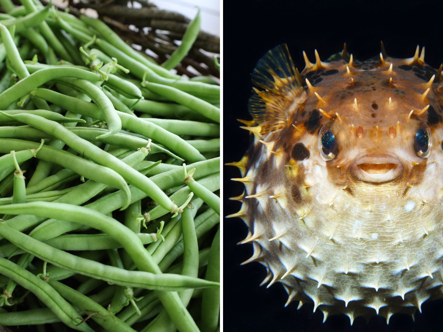 Wenn-Essen-zur-Gefahr-wird-Die-weltweit-riskantesten-Delikatessen