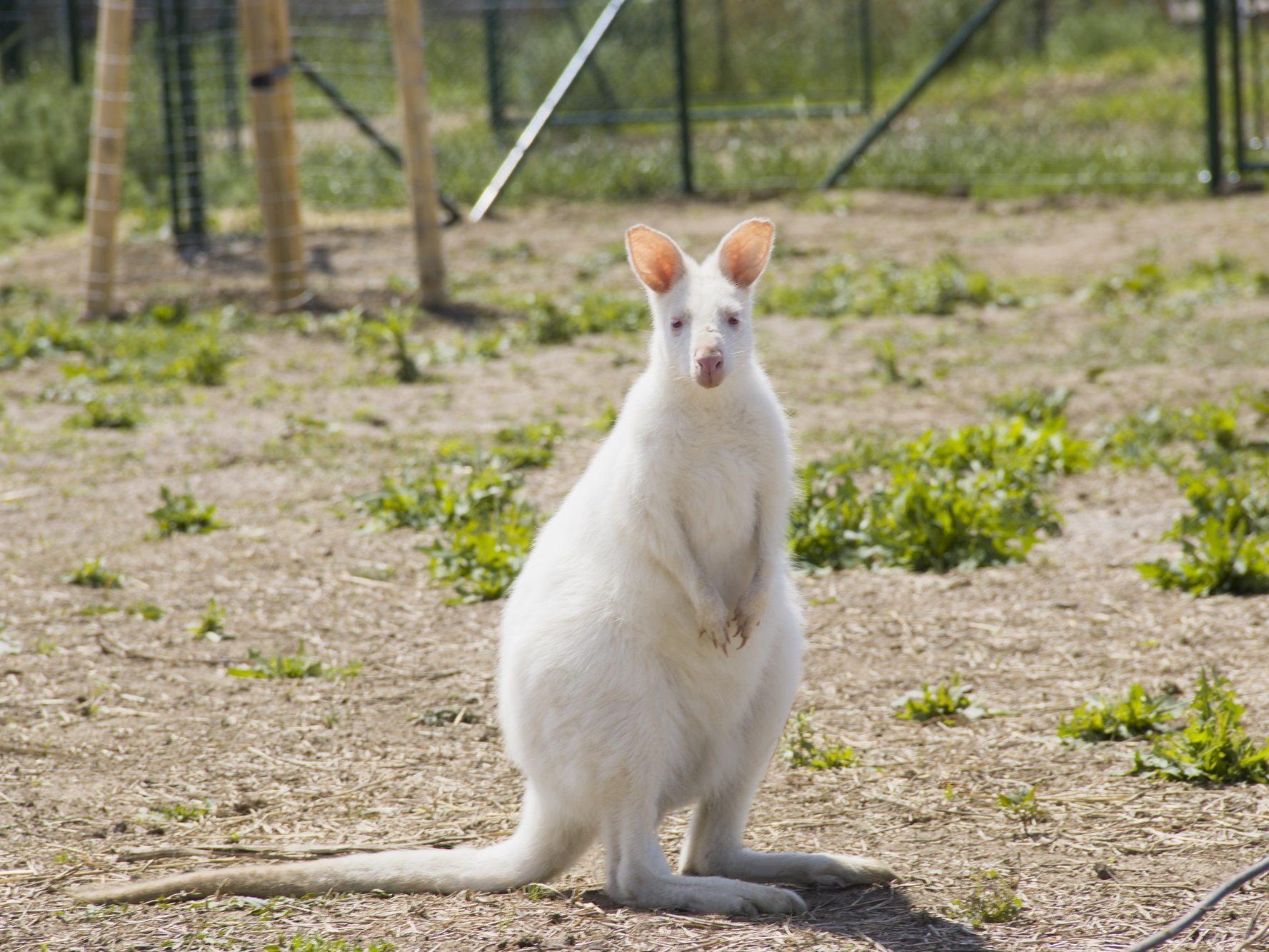 Ein Känguru wurde von Merlin’s Farm gestohlen.