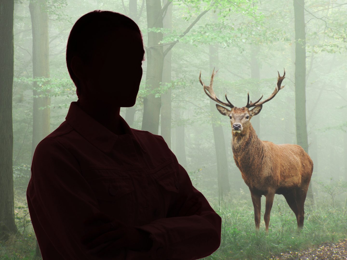 Tierliebe-mit-t-dlichem-Ende-Hirsch-t-tet-seine-Retterin