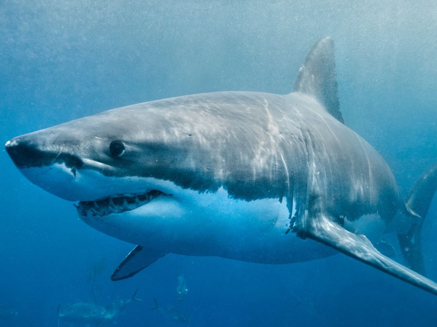 Forscher-entdecken-riesigen-Hai-mitten-in-beliebter-Ferienregion