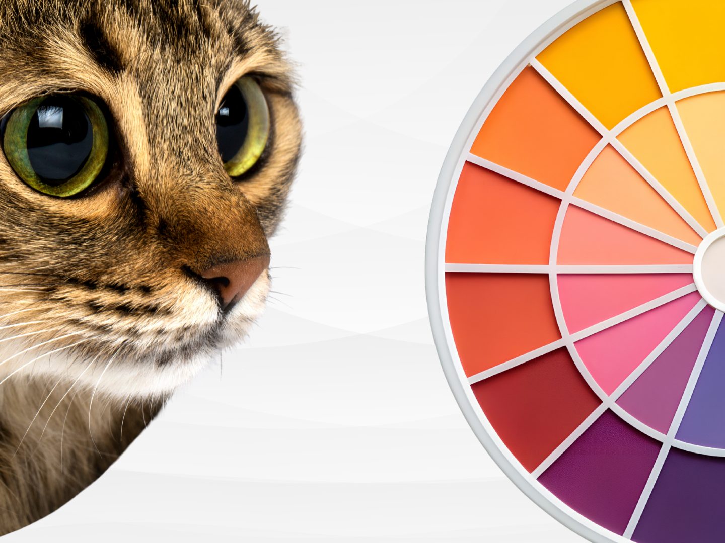 Nachtsicht wie ein Jäger – doch Farben sehen Katzen nur eingeschränkt