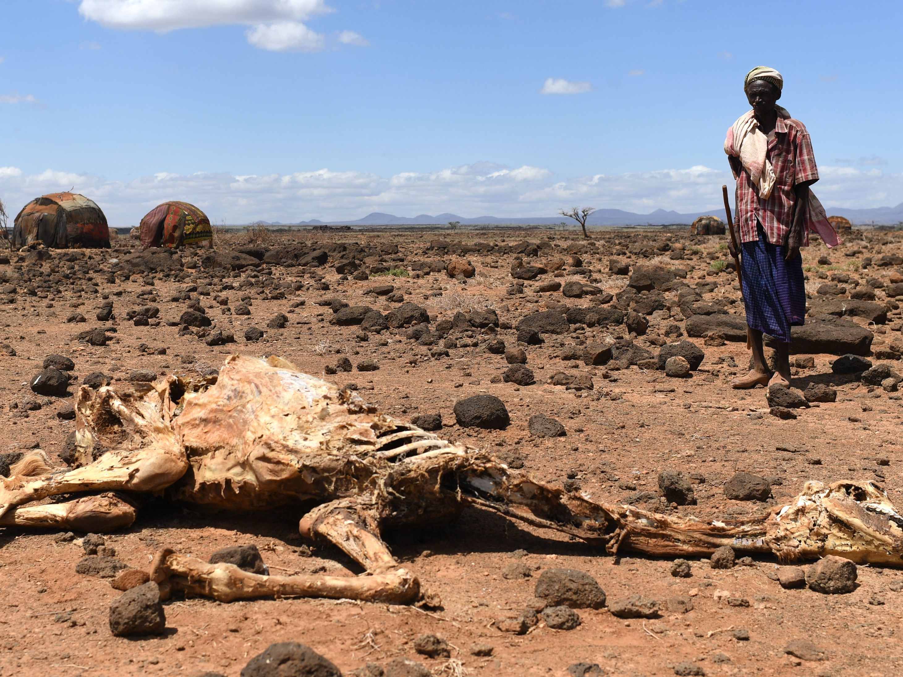Ein Bauer in Kenia steht vor seinem toten Kamel. Allein in Kenia haben Millionen Menschen nicht genug Nahrung.