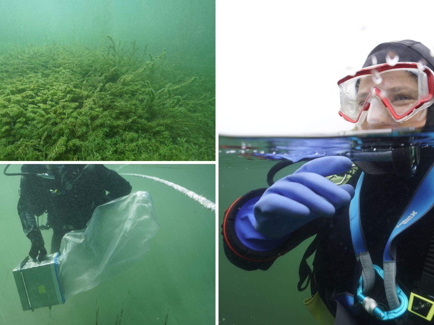 Forschungstaucherin Almut Hanselmann hat eine verschollene Pflanzenart entdeckt.