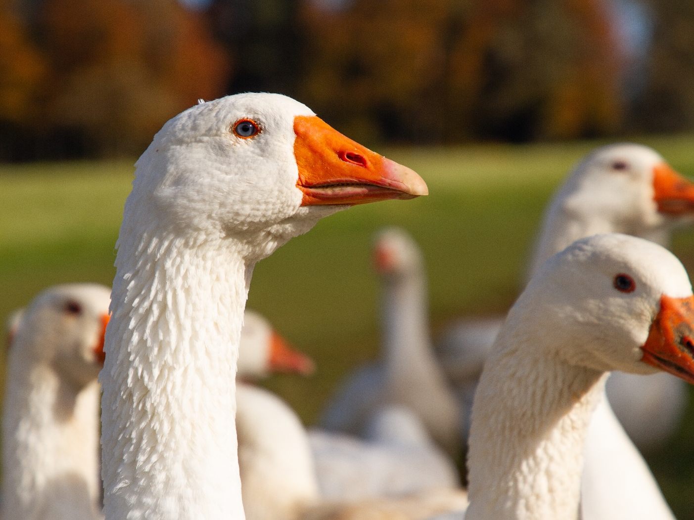 Jeder Gans in Österreich – egal ob in biologischer oder konventioneller Haltung – muss ein Auslauf zur Verfügung stehen.