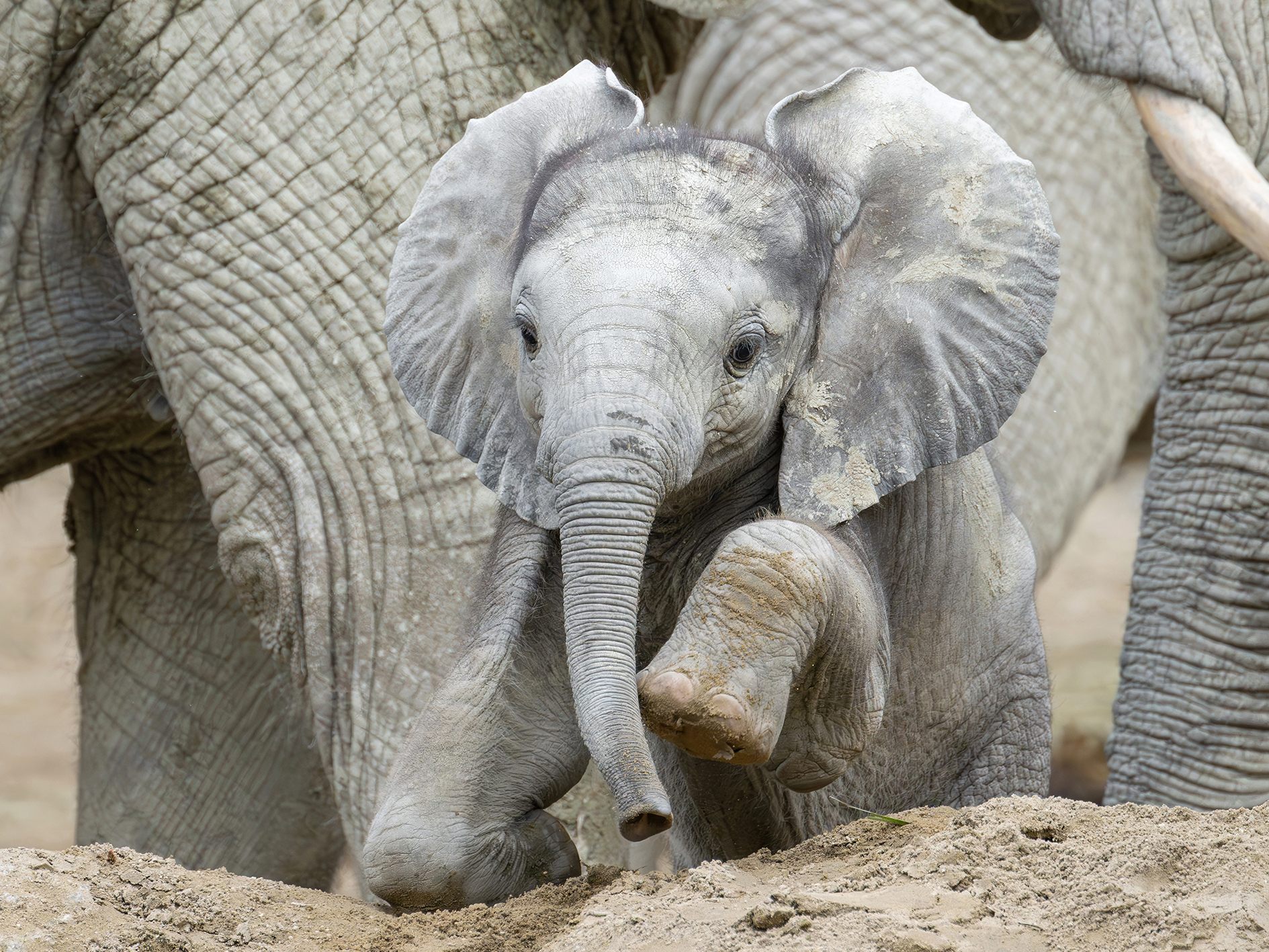 Kleiner-Elefant-sorgt-f-r-gro-e-Freude-im-Wiener-Tiergarten-Sch-nbrunn