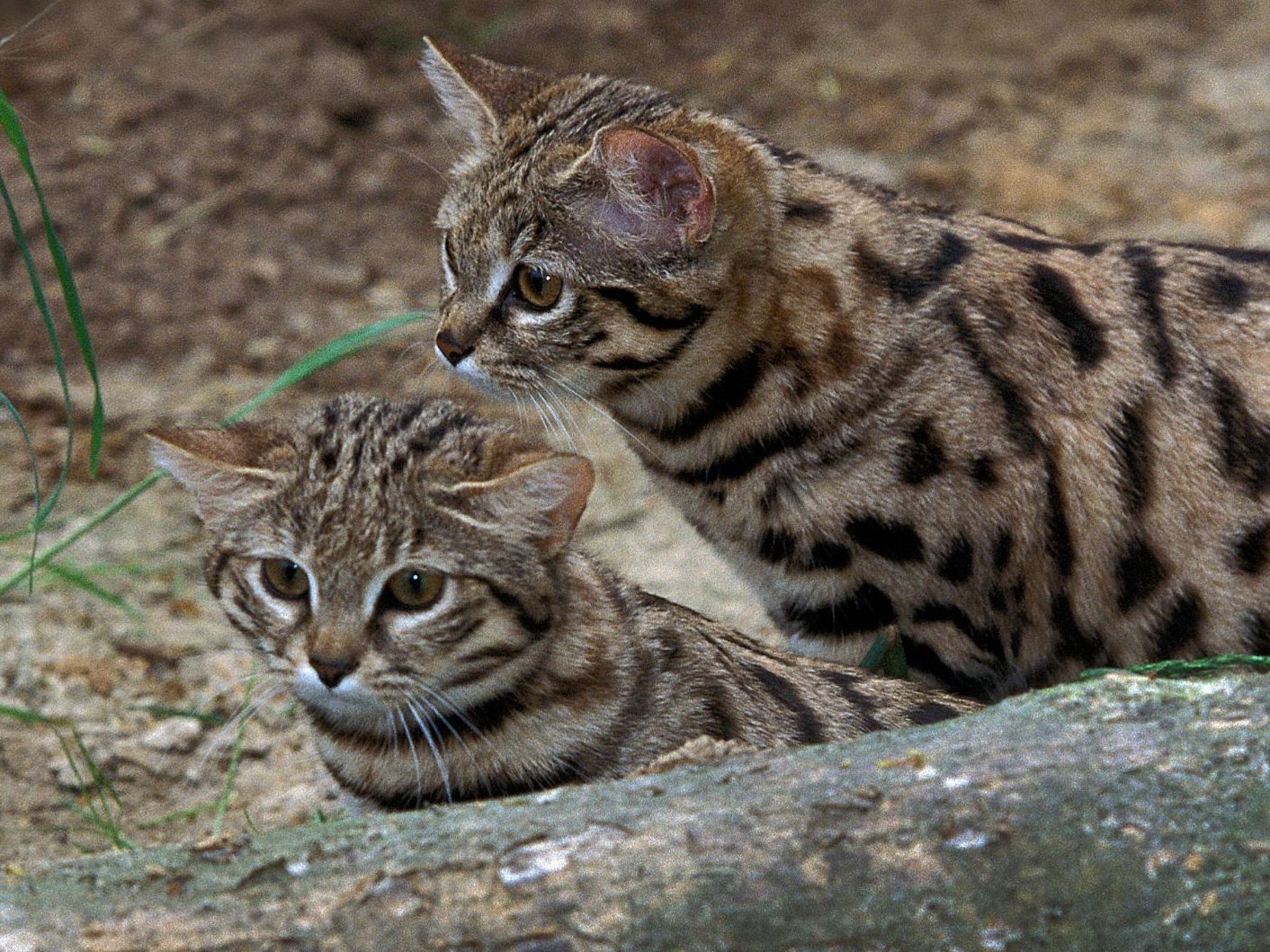diese-mini-katze-ist-t-dlicher-als-ein-leopard