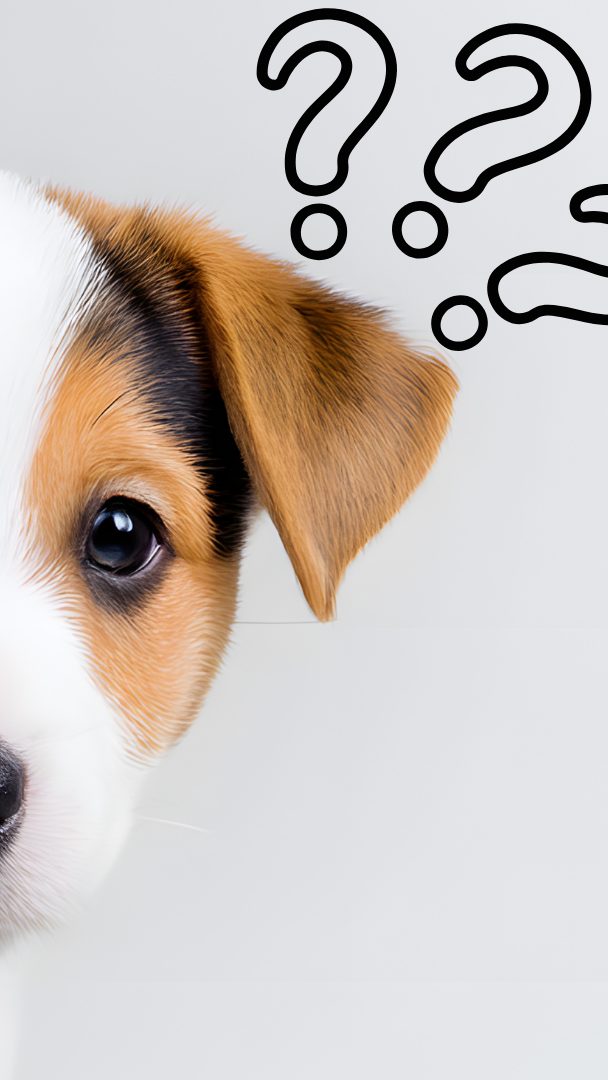 Verwirrung in Bad Friedrichshall – unterwegs mit Leine, aber ohne Tier