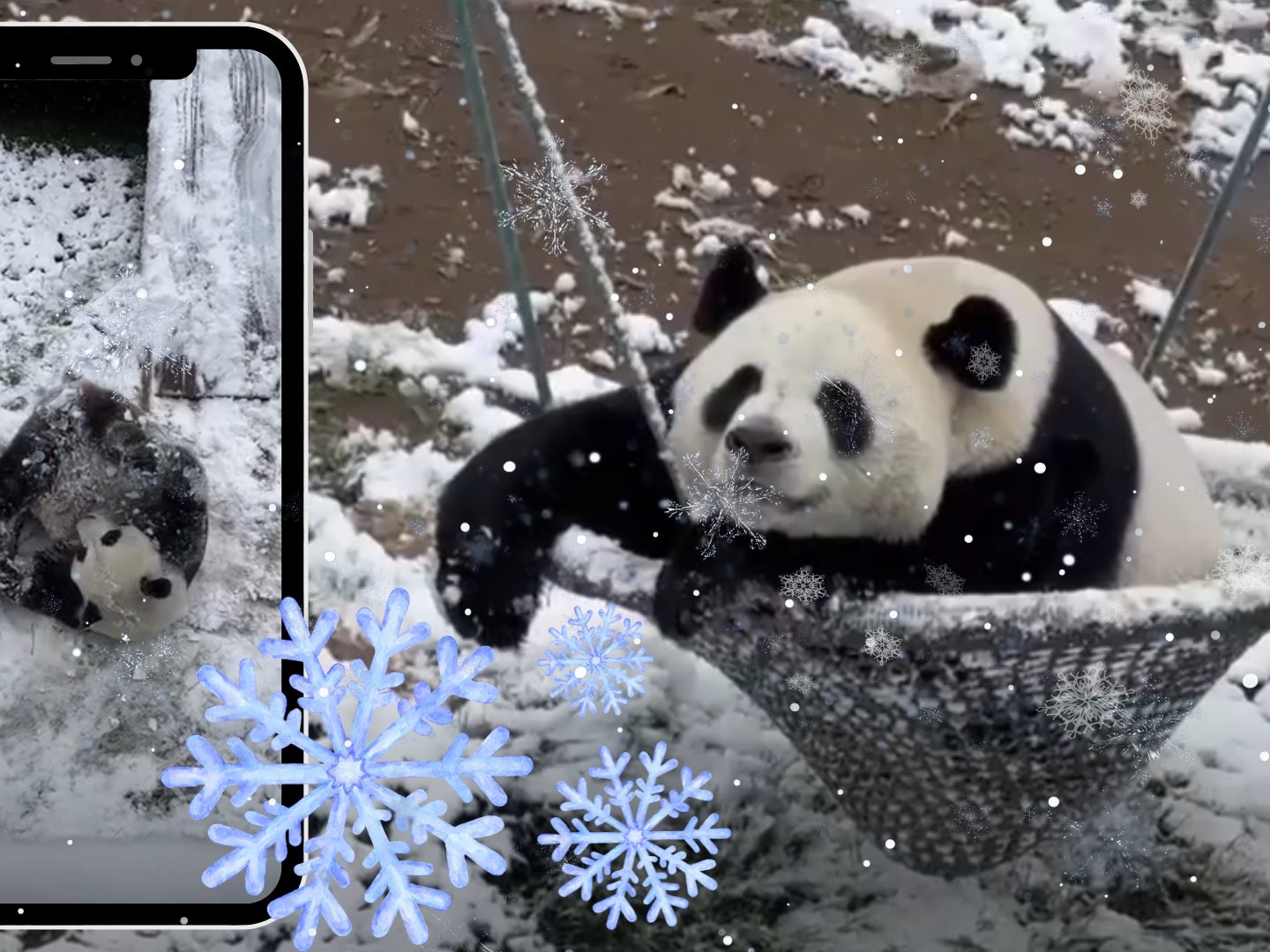 Schneegl-ck-im-Panda-Gehege-Ling-Yan-und-Mai-Mai-feiern-den-Winter