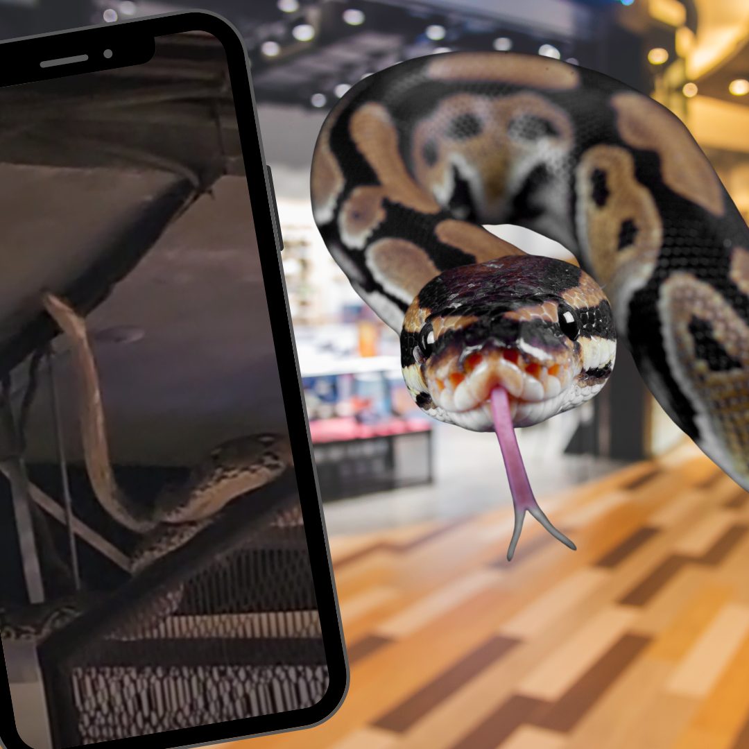 Drei Meter lange Python im Deckenraster von thailändischem Einkaufszentrum