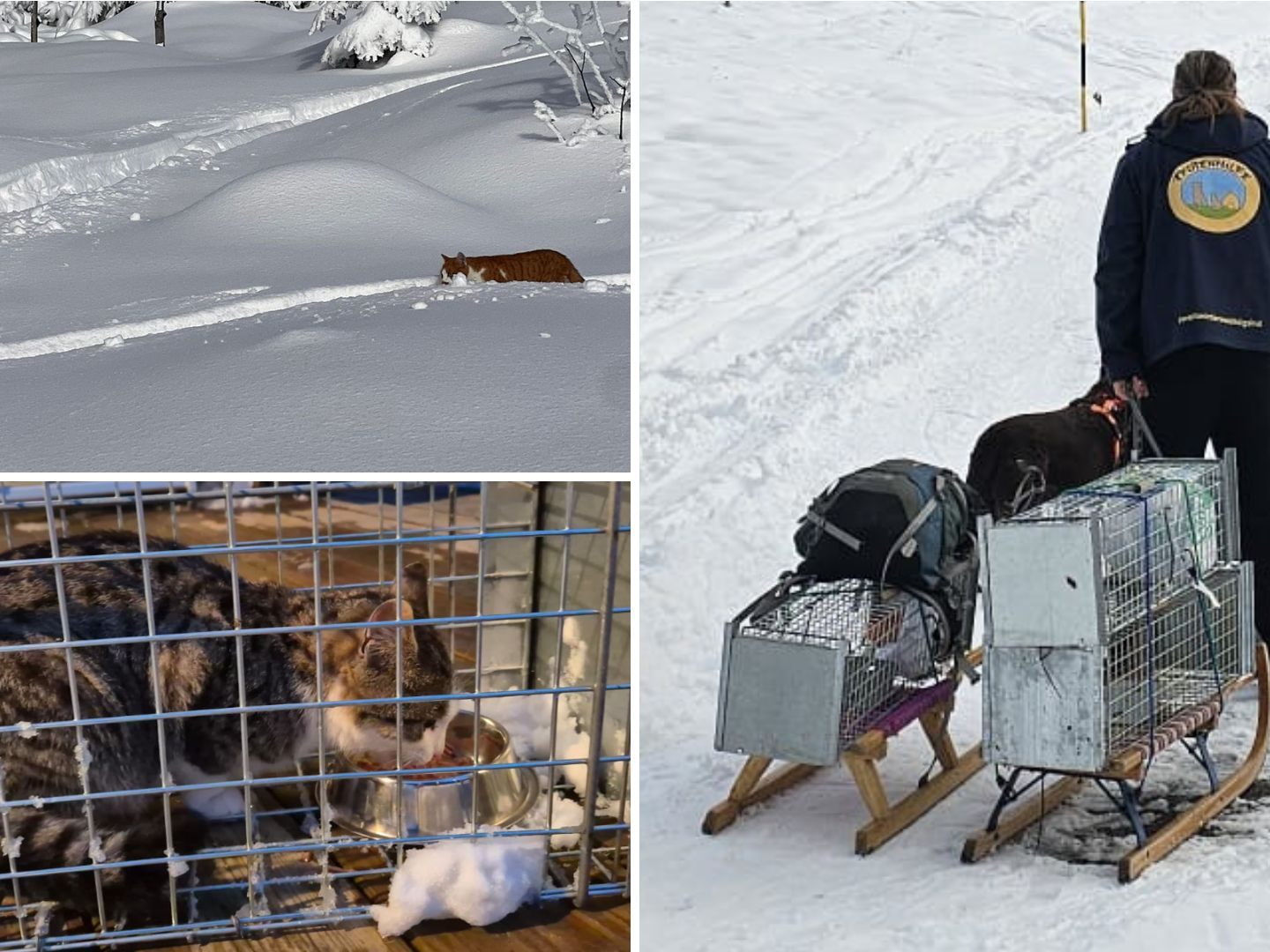 Katzen-irrten-am-Wieserh-rndl-im-Tiefschnee-umher-Pfotenhilfe-eilte-zur-Rettung