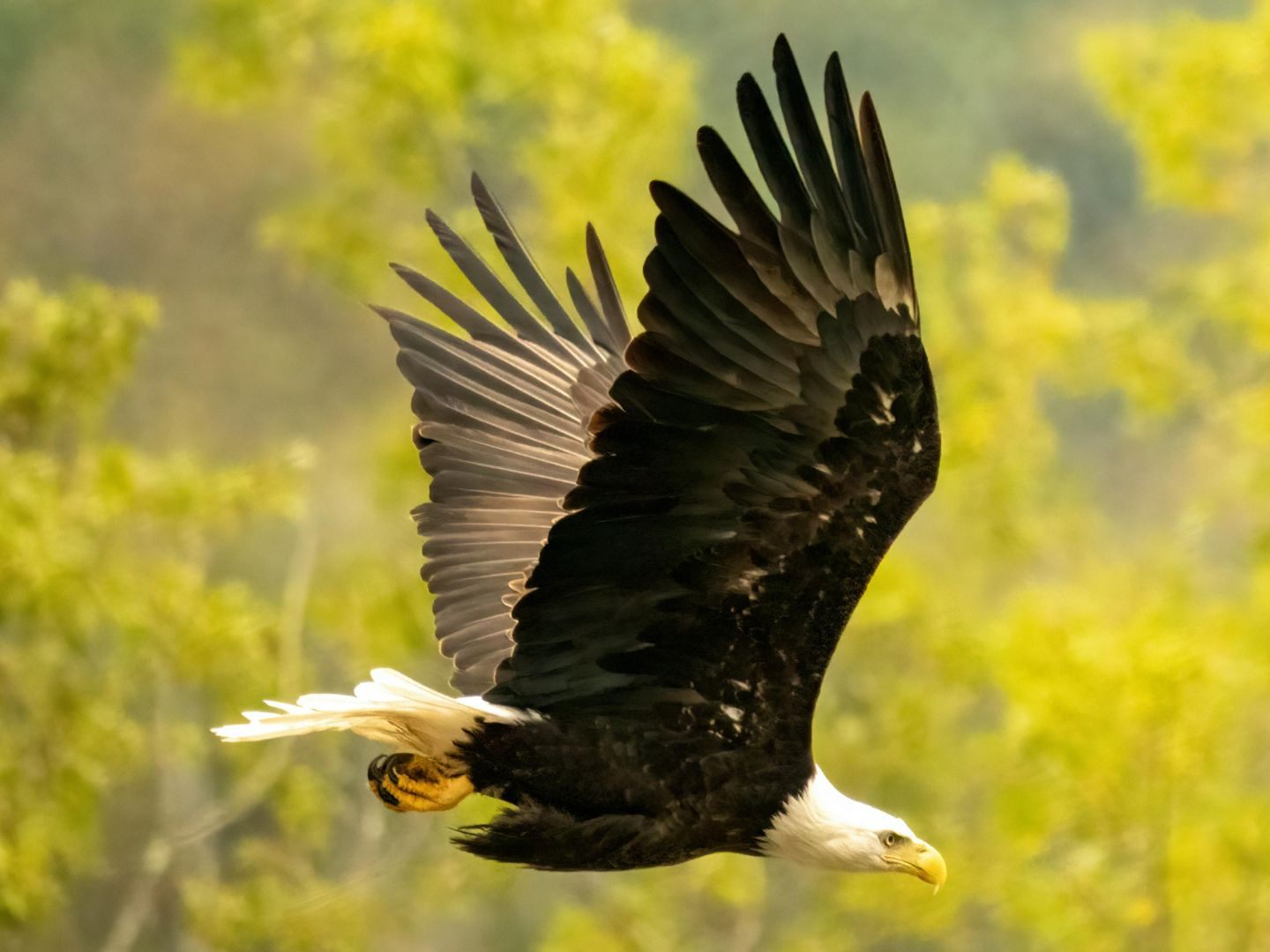 Seeadler-lag-tot-bei-Windrad-Suche-nach-Todesursache