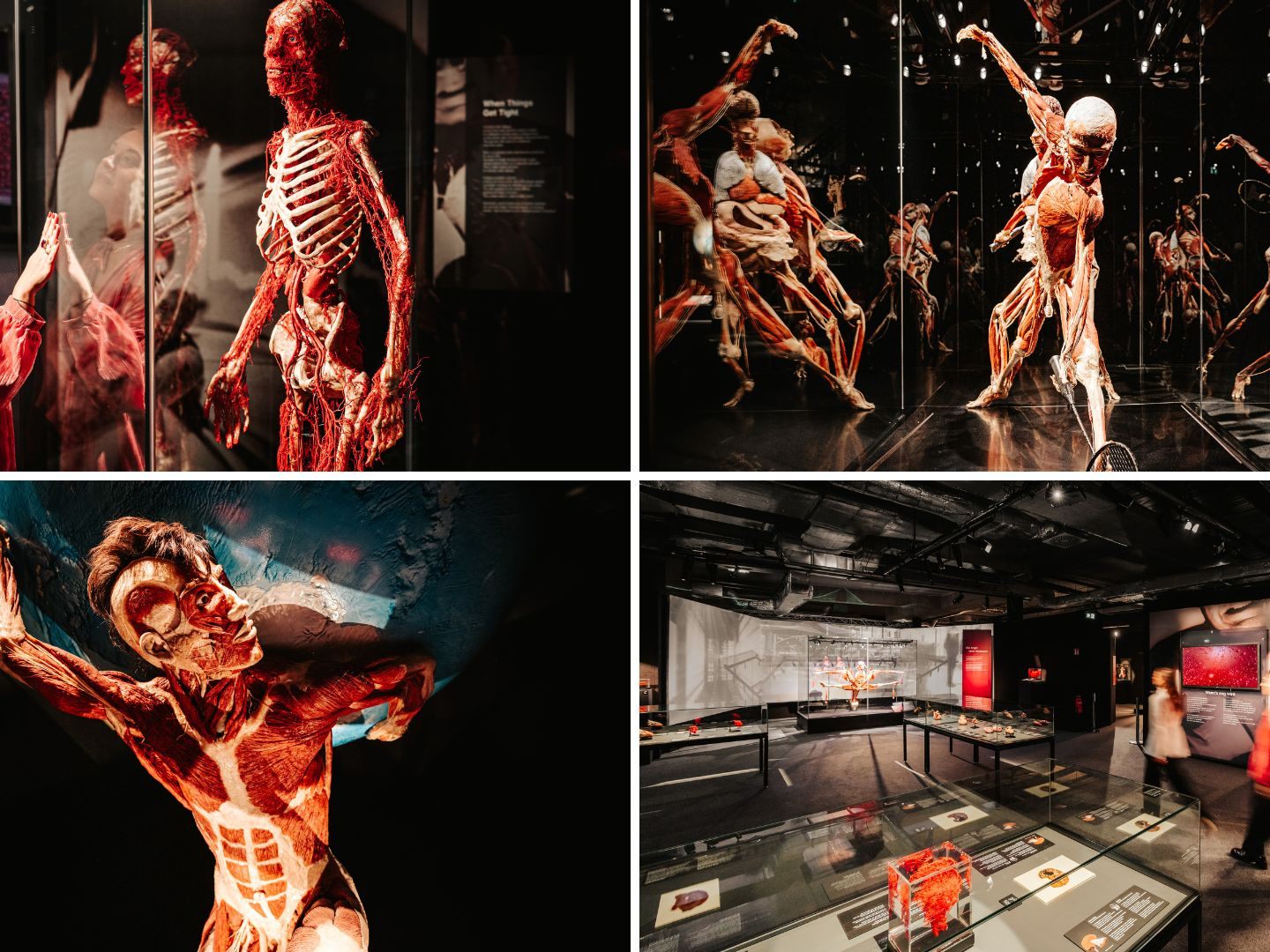 -quot-Am-Puls-der-Zeit-quot-K-rperwelten-kehren-in-Wiener-Stadthalle-zur-ck