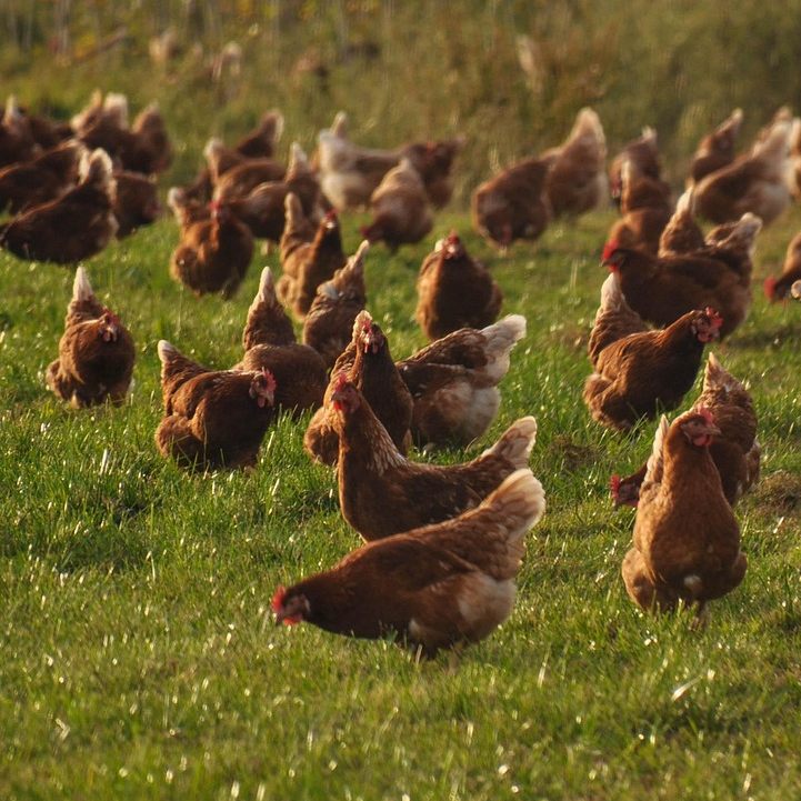 Ein Vogelgrippe-Fall wurde in einem Geflügelbetrieb im Burgenland nachgewiesen.
