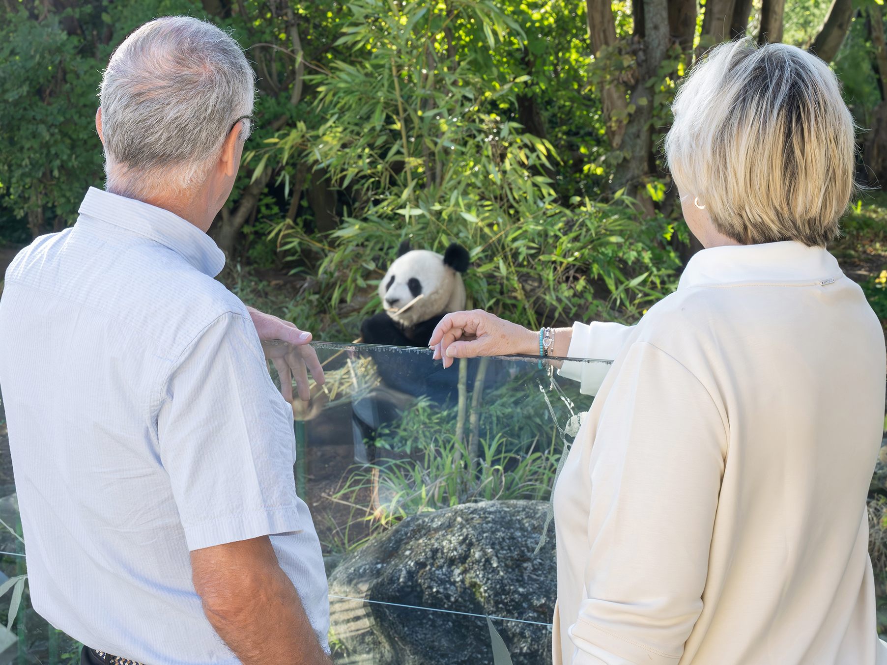 Panda-Spezialf-hrung-im-Wiener-Tiergarten-Sch-nbrunn