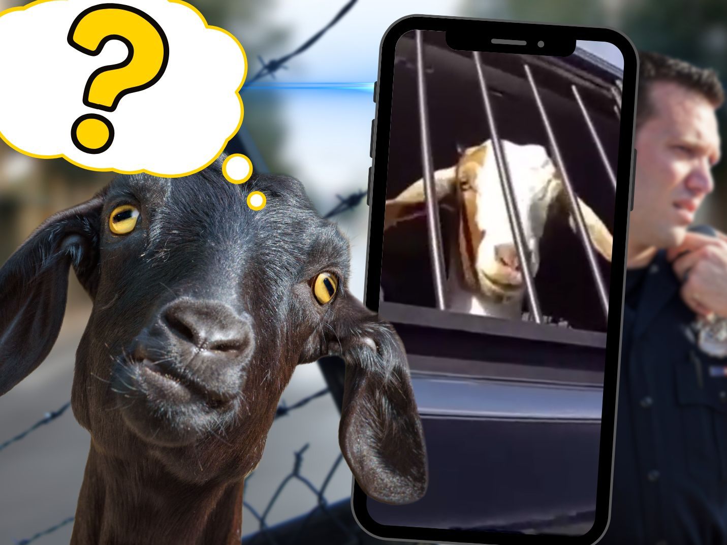 Kurioser Einsatz in Texas