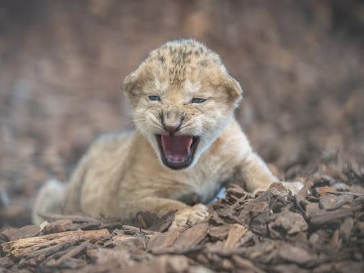 L-wenbaby-im-Walter-Zoo-in-Gossau-nach-vier-Wochen-tot