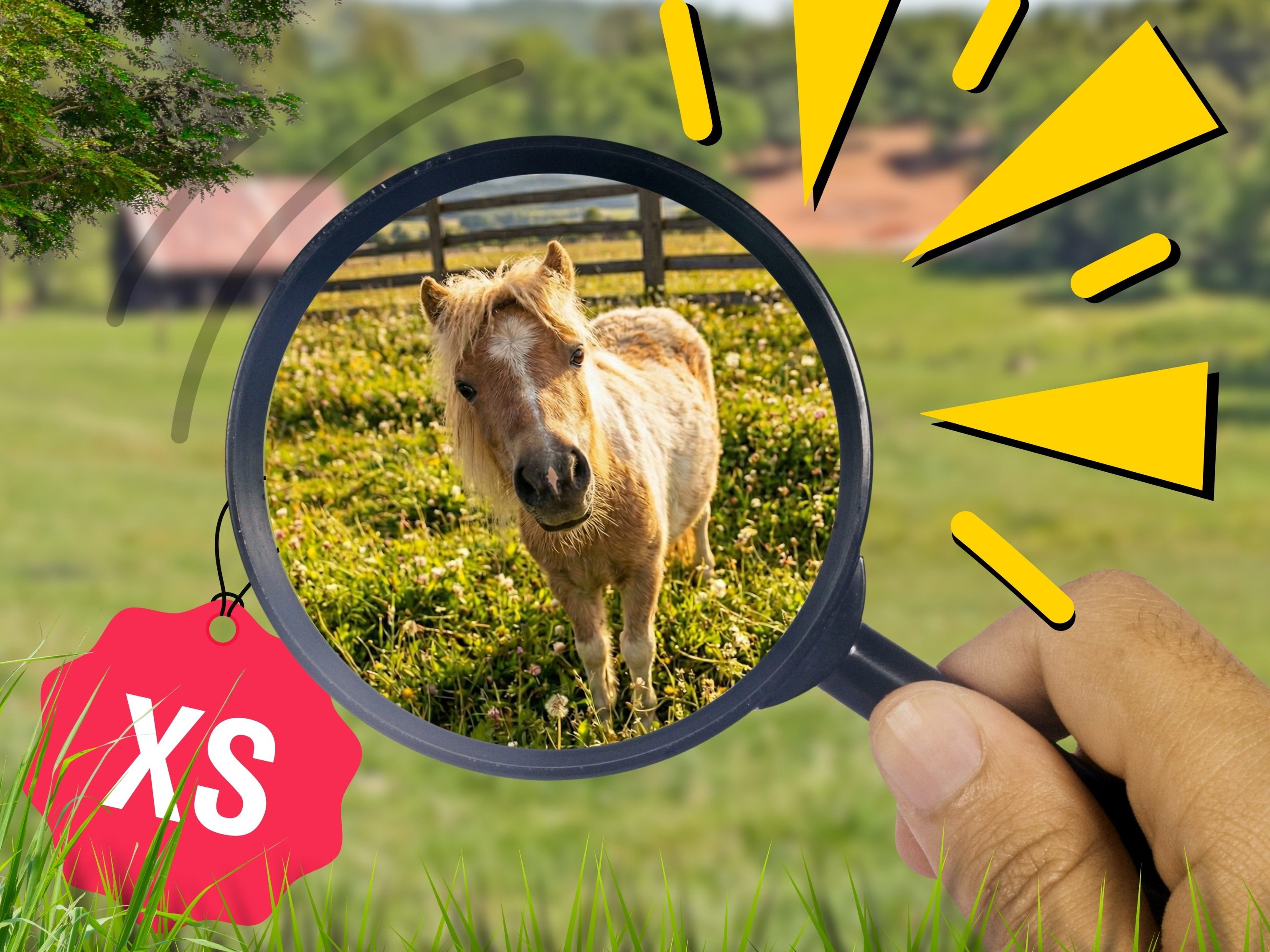 Mini-Pony Pam misst nur 60 Zentimeter