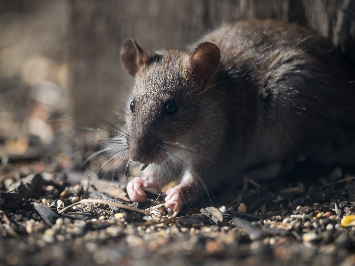 So-vertreiben-Sie-Ratten-und-M-use-im-Winter-mit-einem-K-chengew-rz