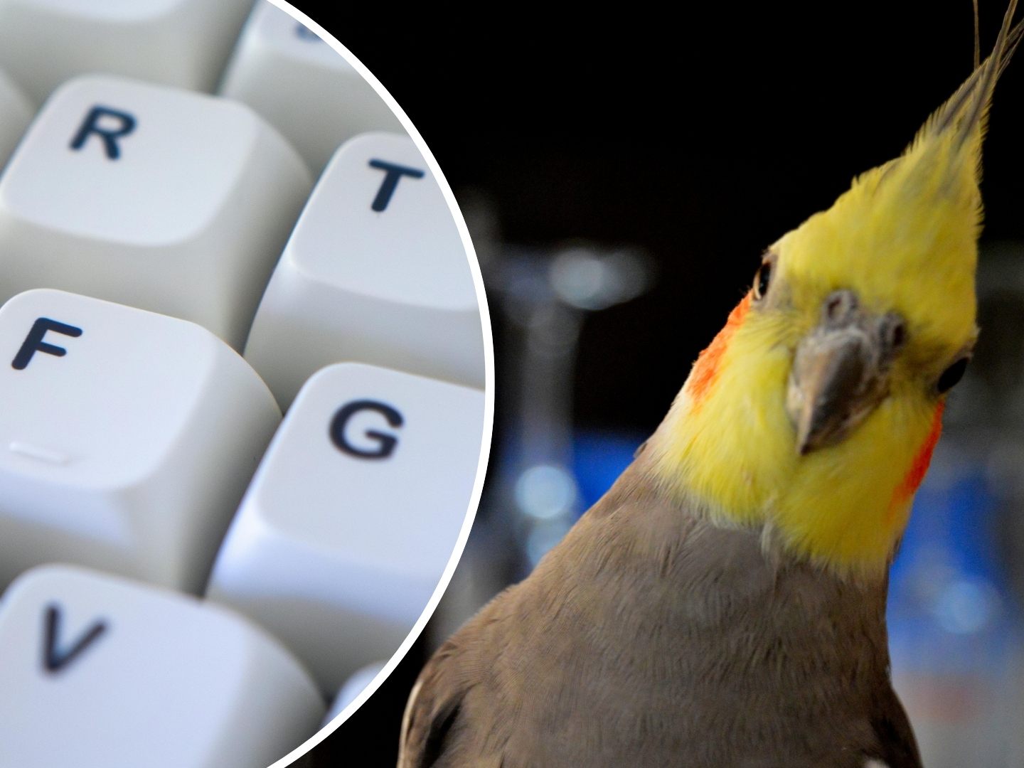 Tierischer-Techniker-Nymphensittich-knabbert-Laptop-Taste-ab