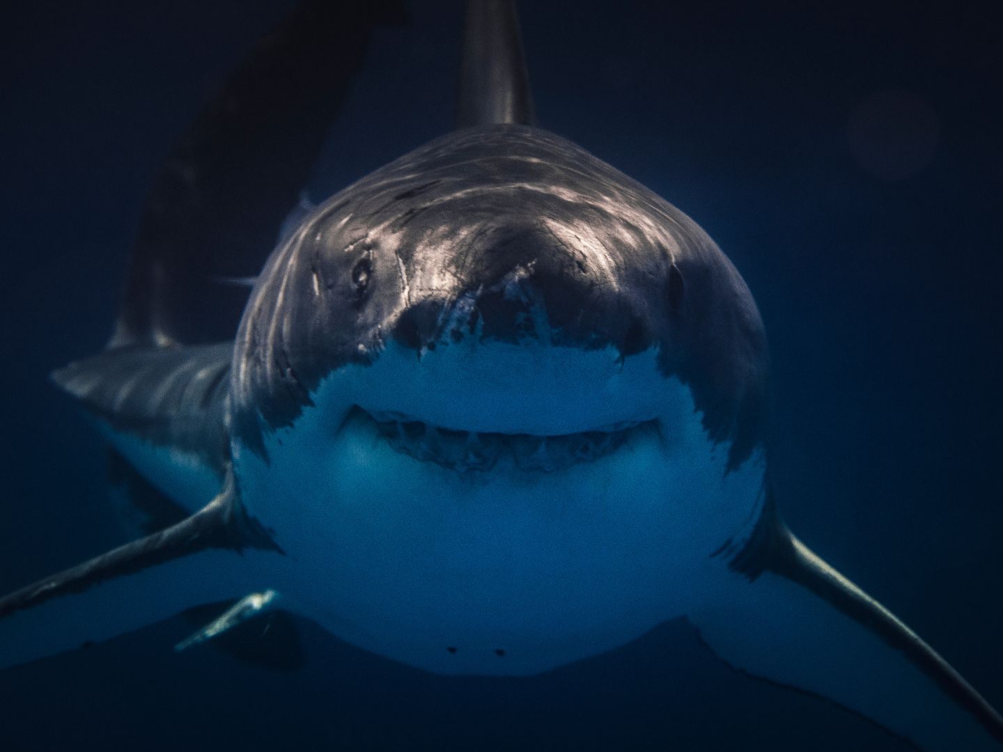 Vom-Hai-verschluckte-Taucherkamera-zeigt-seltene-Innenansicht-des-Mauls