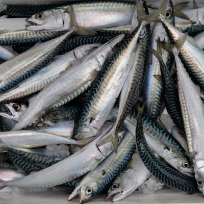 Einigung auf 70-prozentige Senkung der Obergrenze für Makrelen