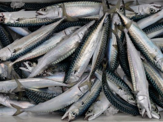 eu-staaten-einigen-sich-auf-fischereiquoten-f-r-2026