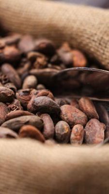 Kakao besonders von Klimawandel betroffen