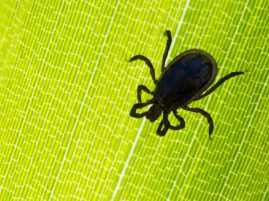 Neue Erkenntnisse zur Übertragung des Lyme-Borreliose-Erregers