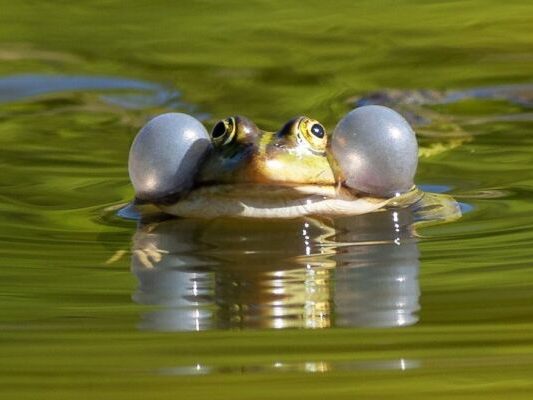 wasserfr-sche-von-weltartenkonferenz-unter-schutz-gestellt