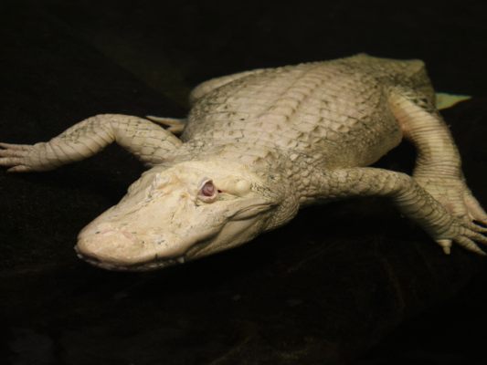 Albino-Alligator-Claude-in-den-USA-gestorben