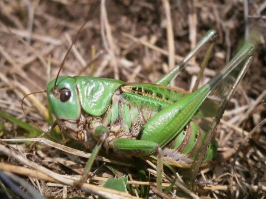 Warzenbei-er-ist-quot-Insekt-des-Jahres-2026-quot-