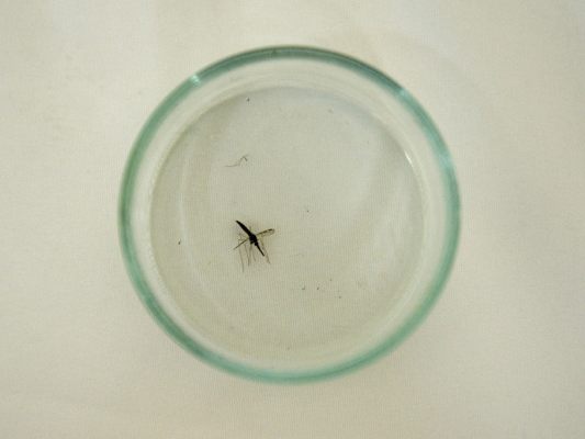 Anstieg-auf-282-Millionen-Malaria-F-lle-weltweit-im-Vorjahr