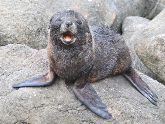 Die kleine Robbe tauschte ihr natürliches Habitat kurz ein