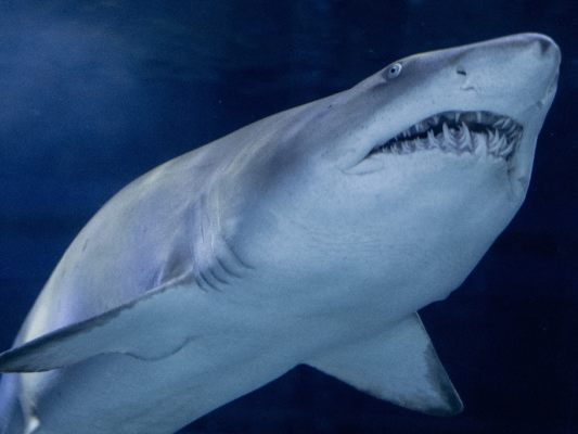 Erstmals-Handelsverbot-f-r-bestimmte-Haiarten-beschlossen