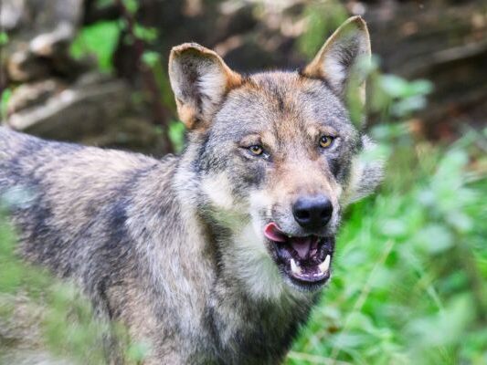 Erneut-Wolf-nach-K-rntner-Verordnungs-Vorgaben-erschossen