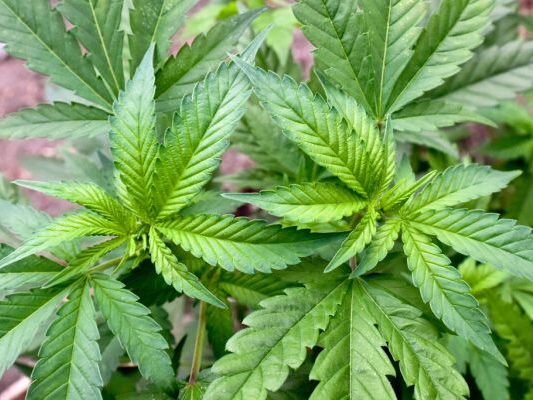 aus-f-r-cbd-shops-ab-2029-beschlossen