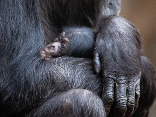 Schimpansen-schlafen-in-der-Gruppe-l-nger-als-allein