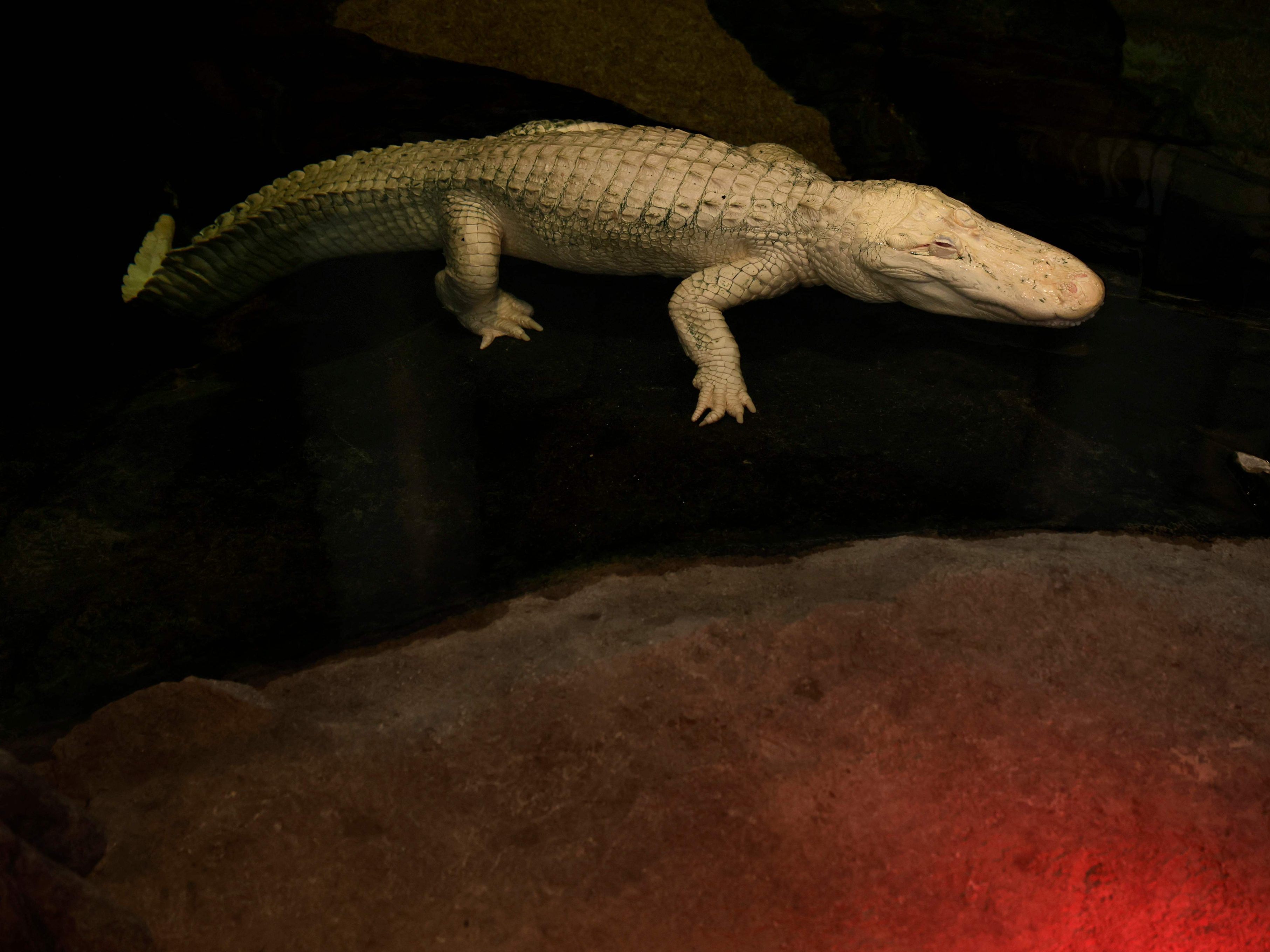 Claude wurde im September 1995 auf einer Alligatorfarm in Louisiana geboren. 2008 kam er nach San Francisco.