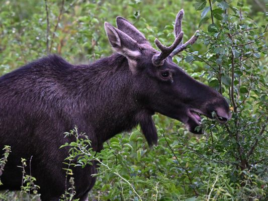 Auf dem Bild sieht man den Elch Emil.