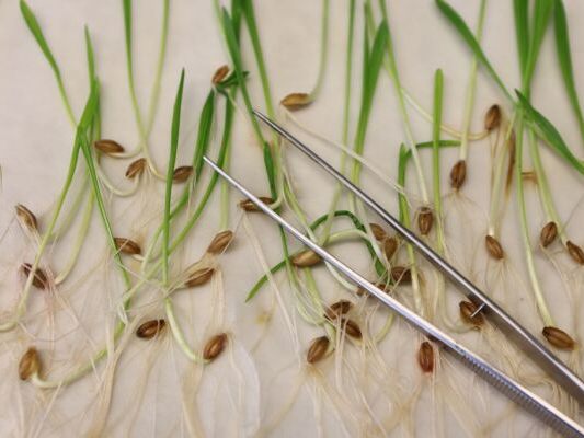 Auf dem Bild sieht man Pflanzensamen.