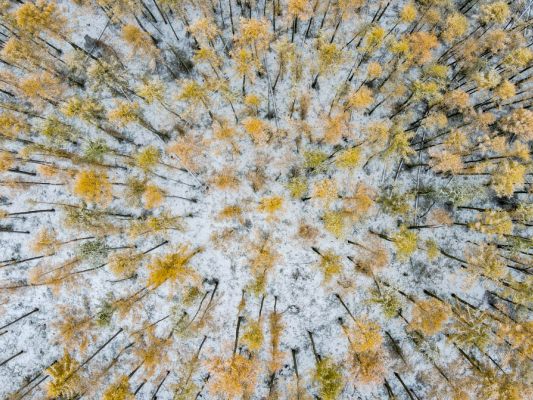 Die-Europ-ische-L-rche-ist-der-Baum-des-Jahres-2026