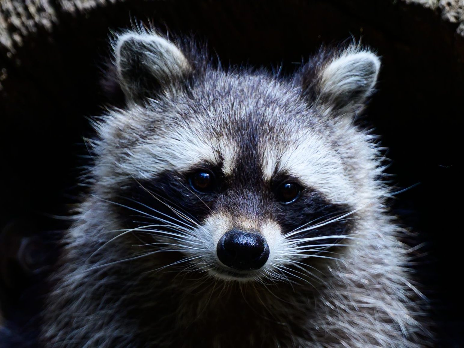 Diebischer-Waschb-r-schlief-bei-Einbruch-betrunken-ein