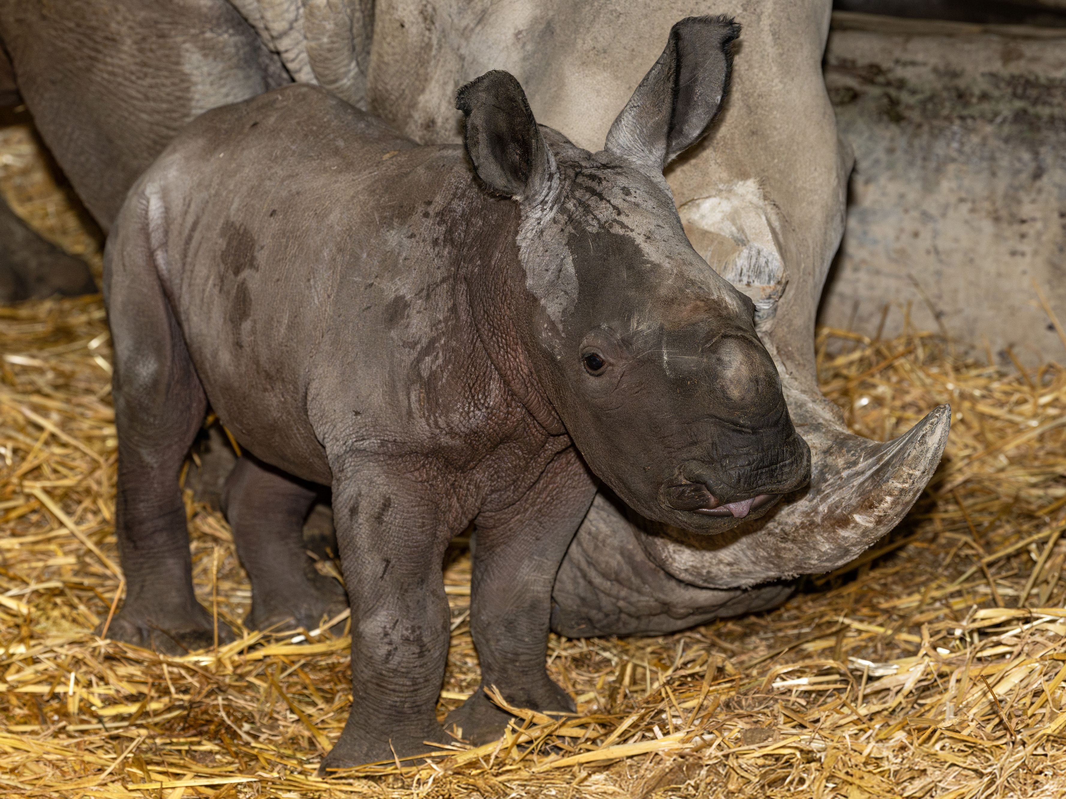 drama-um-nashorn-baby-im-zoo-schmiding